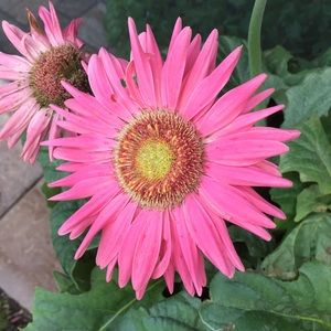 Meet your Posher, Dani